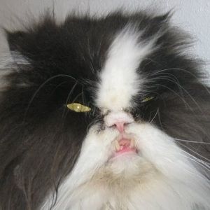 Meet your Posher, Gabriel